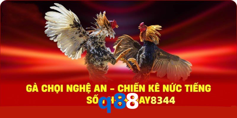 Gà Chọi Nghệ An – Chiến Kê Nức Tiếng Số 1 Hiện Nay